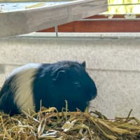 Photo of Sadie