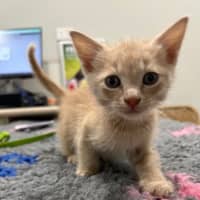 Photo of Tigger