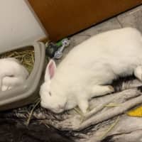 Photo of Yoyo & Yumberry
