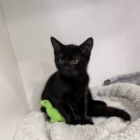 Photo of Hocus 