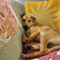 Photo of Gracie