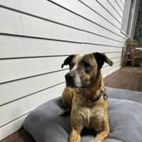 Photo of Stella   Assisted Rehome 💫