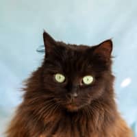 Photo of Ebony & Ivory