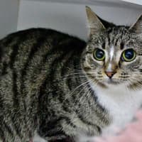 Photo of Meringue