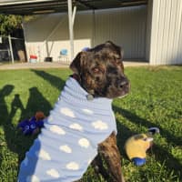 Photo of Tank