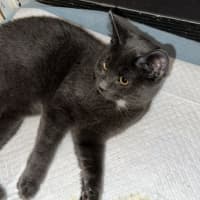 Photo of Bear