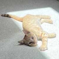 Photo of Tobasco (8920)