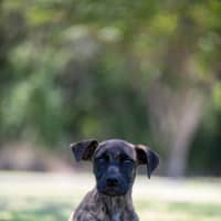Photo of Maggie