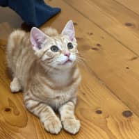 Photo of Simba