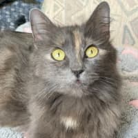 Photo of Purrdee