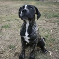 Photo of Diesel