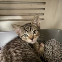 Photo of Thunder – Ringworm Special $49