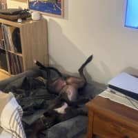 Photo of Bingo, The Greyhound