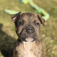 Photo of Queen Of Hearts 