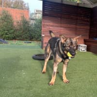 Photo of Pepper