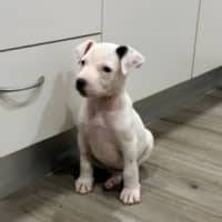 Photo of Coco