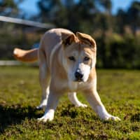 Photo of Spud Imp 1266