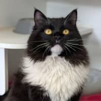 Photo of Mochi
