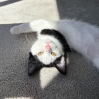 Photo of Oreo   Reduced Adoption Fee