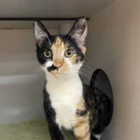 Photo of Ruby