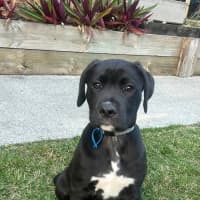 Photo of Cosmo