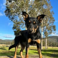 Photo of Baz