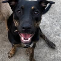 Photo of Scarlet *$350 Adoption Fee*