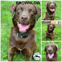 Photo of Brownlow 