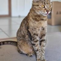 Photo of Willow