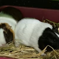 Photo of Hope (Bonded With Harmony)