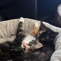 Photo of Astrid & Yogi