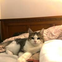 Photo of Paddington Ii