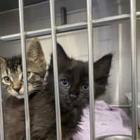 Photo of Oliver   Located In Kew