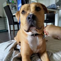 Photo of Shadow