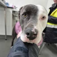 Photo of Windsor 🏎️