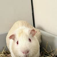 Photo of Krillin