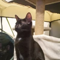 Photo of Mushroom Gravy