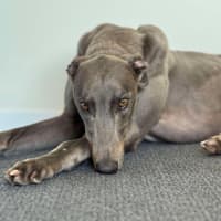 Photo of Juno The Greyhound 