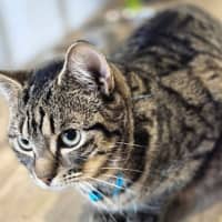 Photo of Bluebell **2nd Chance Cat Rescue **