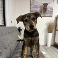 Photo of Nala