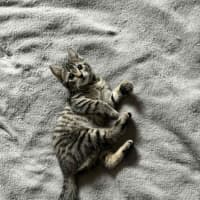 Photo of Pixie & Rocky