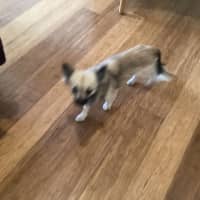 Photo of Muffin