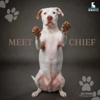 Photo of Chief   3 Year Old Staffy