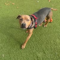 Photo of Inca