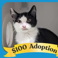 Photo of Mini Kipper