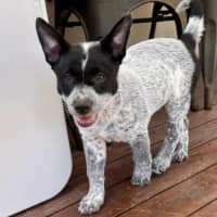 Photo of Bindi 💞🎾