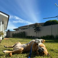 Photo of Brandi   3 Year Old Staffy X Shar Pei