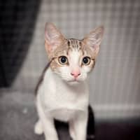 Photo of Muffinhead