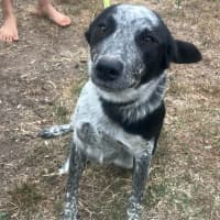 Photo of Pepper