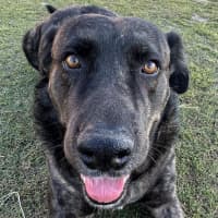 Photo of Kenny *$150 Adoption Fee*